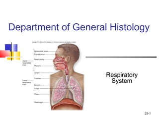 25-1
Department of General Histology
Respiratory
System
 
