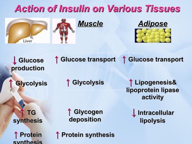 Etiology & pathogenesis of Diabetes Mellitus | PPT