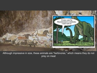 Although impressive in size, these animals are “herbivores,” which means they do not
prey on meat
 