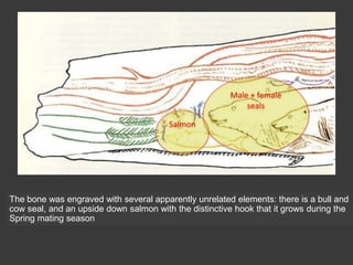 The bone was engraved with several apparently unrelated elements: there is a bull and
cow seal, and an upside down salmon with the distinctive hook that it grows during the
Spring mating season
Male + female
seals
Salmon
 
