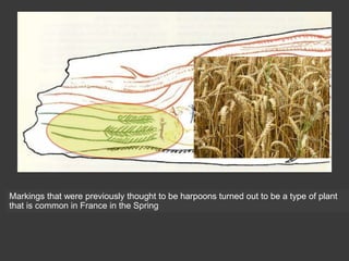 Markings that were previously thought to be harpoons turned out to be a type of plant
that is common in France in the Spring
 