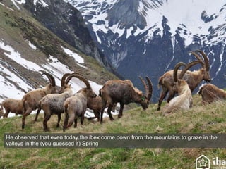 He observed that even today the ibex come down from the mountains to graze in the
valleys in the (you guessed it) Spring
 