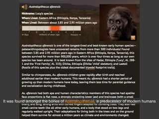 It was found amongst the bones of Australopithecus, a predecessor of modern humans
 