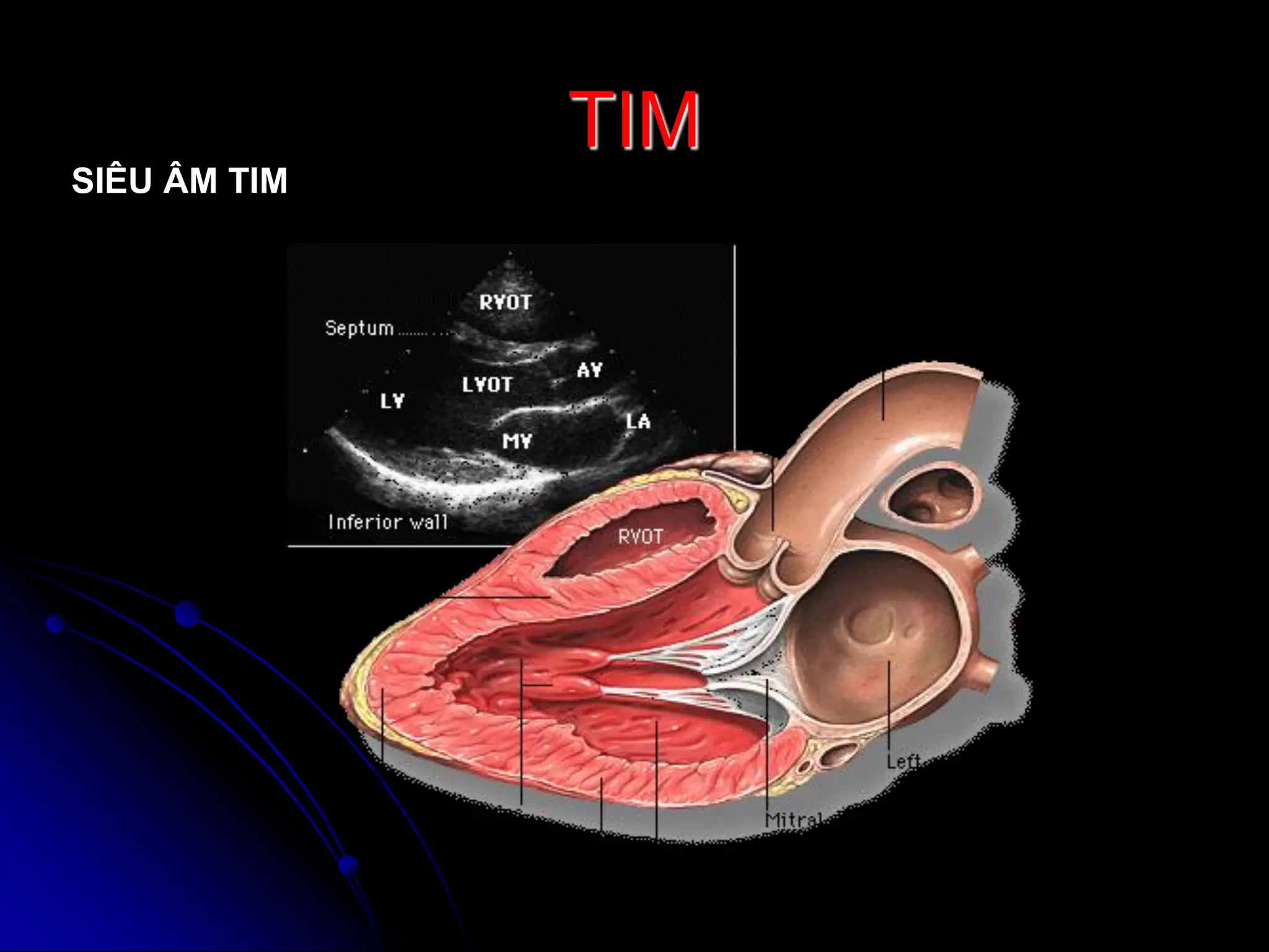 GIẢI PHẪU TIM | PDF