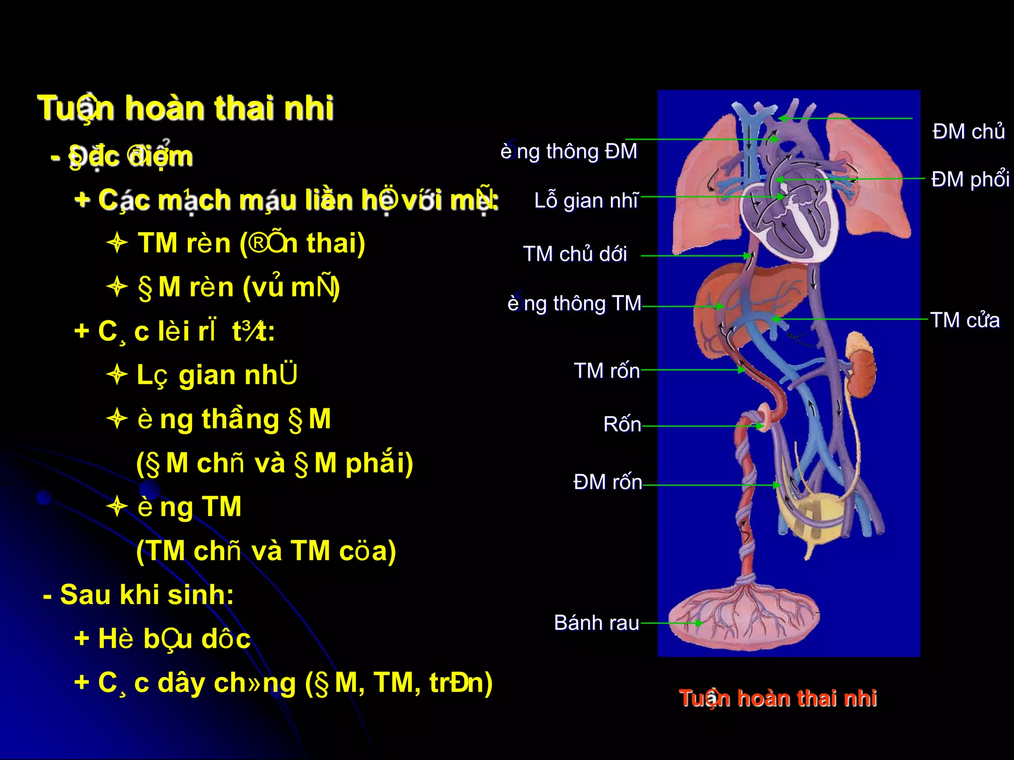 GIẢI PHẪU TIM | PDF