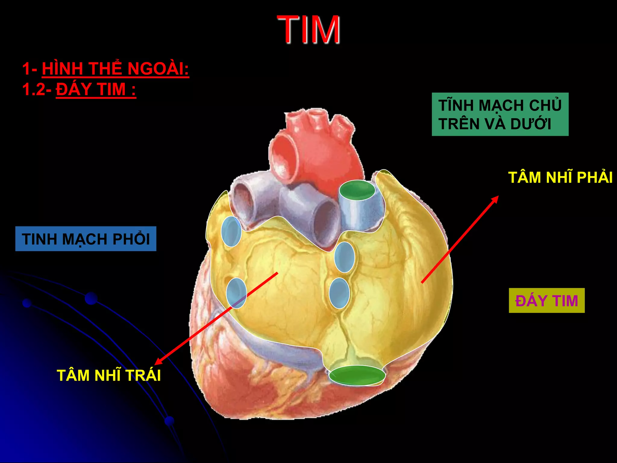 GIẢI PHẪU TIM | PDF