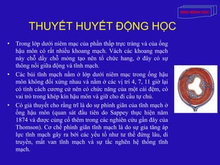 THUYẾT HUYẾT ĐỘNG HỌC
• Trong lớp dưới niêm mạc của phần thấp trực tràng và của ống
hậu môn có rất nhiều khoang mạch. Vách các khoang mạch
này chỗ dầy chỗ mỏng tạo nên tổ chức hang, ở đây có sự
thông nối giữa động và tĩnh mạch.
• Các búi tĩnh mạch nằm ở lớp dưới niêm mạc trong ống hậu
môn không đối xứng nhau và nằm ở các vị trí 4, 7, 11 giờ lại
có tính cách cương cử nên có chức năng của một cái đệm, có
vai trò trong khép kín hậu môn và giữ cho đi cầu tự chủ.
• Có giả thuyết cho rằng trĩ là do sự phình giãn của tĩnh mạch ở
ống hậu môn (quan sát đầu tiên do Sappey thực hiện năm
1874 và được củng cố thêm trong các nghiên cứu gần đây của
Thomson). Cơ chế phình giãn tĩnh mạch là do sự gia tăng áp
lực tĩnh mạch gây ra bởi các yếu tố như tư thế đứng lâu, di
truyền, mất van tĩnh mạch và sự tắc nghẽn hệ thống tĩnh
mạch.
SINH BỆNH HỌC
 