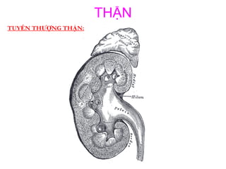 Hình ảnh Cấu Trúc Thận Cấu Trúc Cơ Quan Cơ Quan Vẽ Tay Cơ Quan Người PNG   Bản đồ Cơ Quan Cơ Quan Thận PNG và Vector với nền trong suốt