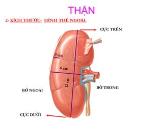 Nephron  Đơn Vị Chức Năng Của Thận và Điều Cần Biết