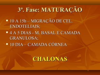 3ª. Fase: MATURAÇÃO3ª. Fase: MATURAÇÃO
 10 A 15h – MIGRAÇÃO DE CEL.10 A 15h – MIGRAÇÃO DE CEL.
ENDOTELIAIS;ENDOTELIAIS;
 4 A 5 DIAS - M. BASAL E CAMADA4 A 5 DIAS - M. BASAL E CAMADA
GRANULOSA;GRANULOSA;
 10 DIA – CAMADA CÓRNEA10 DIA – CAMADA CÓRNEA
CHALONASCHALONAS
 