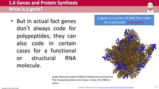 Cambridge Pre-U Biology - 1.6 Genes and Protein Synthesis PART 1 Sample ...