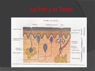 La Piel y el Tacto
14
 
