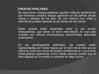 CRESTAS PAPILARES.
 Se denominan crestas papilares aquellos relieves epidérmicos
que formando variados dibujos aparecen en las palmas de las
manos y plantas de los pies. De una manera muy nítida y
definida se pueden apreciar en los dedos de las manos.
 Estas crestas están separadas entre sí por surcos
interpupilares, que tienen el lomo redondeado, el cual esta
invadido por orificios microscópicos denominados glándulas
sudoríparas.
 En los dactilogramas artificiales, las crestas están
representadas por líneas negras por el color de la tinta que se
utiliza en todos los casos de reseña dactiloscópica. Los puntos
interpupilares aparecerán como líneas blancas puesto que la
tinta utilizada en la reseña no penetra en tales surcos.
15
 