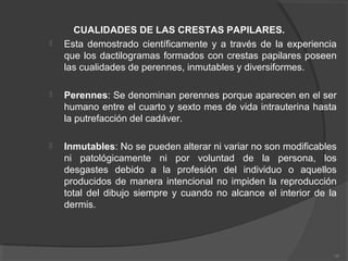 CUALIDADES DE LAS CRESTAS PAPILARES.
 Esta demostrado científicamente y a través de la experiencia
que los dactilogramas formados con crestas papilares poseen
las cualidades de perennes, inmutables y diversiformes.
 Perennes: Se denominan perennes porque aparecen en el ser
humano entre el cuarto y sexto mes de vida intrauterina hasta
la putrefacción del cadáver.
 Inmutables: No se pueden alterar ni variar no son modificables
ni patológicamente ni por voluntad de la persona, los
desgastes debido a la profesión del individuo o aquellos
producidos de manera intencional no impiden la reproducción
total del dibujo siempre y cuando no alcance el interior de la
dermis.
16
 