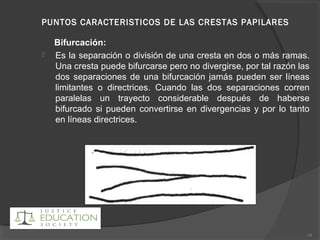 PUNTOS CARACTERISTICOS DE LAS CRESTAS PAPILARES
Bifurcación:
 Es la separación o división de una cresta en dos o más ramas.
Una cresta puede bifurcarse pero no divergirse, por tal razón las
dos separaciones de una bifurcación jamás pueden ser líneas
limitantes o directrices. Cuando las dos separaciones corren
paralelas un trayecto considerable después de haberse
bifurcado si pueden convertirse en divergencias y por lo tanto
en líneas directrices.
18
 