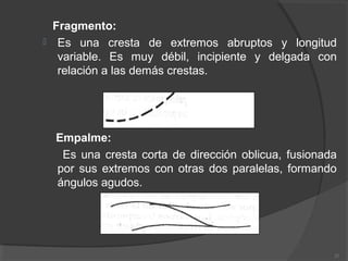 Fragmento:
 Es una cresta de extremos abruptos y longitud
variable. Es muy débil, incipiente y delgada con
relación a las demás crestas.
Empalme:
Es una cresta corta de dirección oblicua, fusionada
por sus extremos con otras dos paralelas, formando
ángulos agudos.
21
 