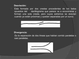 Desviación:
 Esta formada por dos crestas procedentes de los lados
opuestos del dactilograma que parece va a encontrarse y
forman una sola cresta, pero cuyos extremos se desvían
cuando ya están próximas y quedan separadas por un surco.
Divergencia:
Es la separación de dos líneas que habían corrido paralelas o
casi paralelas.
22
 