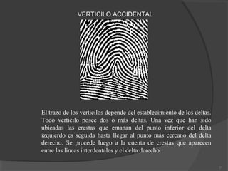VERTICILO ACCIDENTAL
37
El trazo de los verticilos depende del establecimiento de los deltas.
Todo verticilo posee dos o más deltas. Una vez que han sido
ubicadas las crestas que emanan del punto inferior del delta
izquierdo es seguida hasta llegar al punto más cercano del delta
derecho. Se procede luego a la cuenta de crestas que aparecen
entre las líneas interdentales y el delta derecho.
 