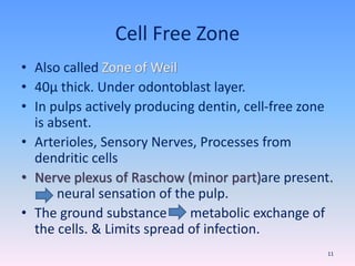 Cell Free Zone
• Also called Zone of Weil
• 40µ thick. Under odontoblast layer.
• In pulps actively producing dentin, cell-free zone
is absent.
• Arterioles, Sensory Nerves, Processes from
dendritic cells
• Nerve plexus of Raschow (minor part)are present.
neural sensation of the pulp.
• The ground substance metabolic exchange of
the cells. & Limits spread of infection.
11
 