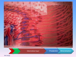 Odontoblast layer Predentin Mineralization
12
©AJ Design
 