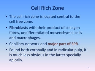 Cell Rich Zone
• The cell rich zone is located central to the
cell free zone.
• Fibroblasts with their product of collagen
fibres, undifferentiated mesenchymal cells
and macrophages.
• Capillary network and major part of SPR.
• Found both coronally and in radicular pulp, it
is much less obvious in the latter specially
apically.
13
 