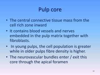 Pulp core
• The central connective tissue mass from the
cell rich zone inward
• It contains blood vessels and nerves
embedded in the pulp matrix together with
fibroblasts.
• In young pulps, the cell population is greater
while in older pulps fibre density is higher.
• The neurovascular bundles enter / exit this
core through the apical foramen
14
 