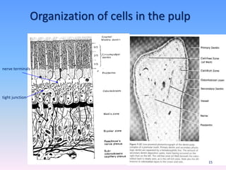 Organization of cells in the pulp
tight junction
nerve terminals
15
 