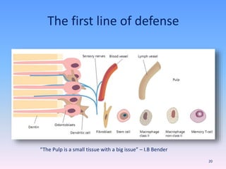 The first line of defense
“The Pulp is a small tissue with a big issue” – I.B Bender
20
 