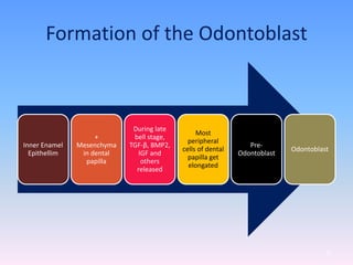 Formation of the Odontoblast
Inner Enamel
Epithellim
+
Mesenchyma
in dental
papilla
During late
bell stage,
TGF-β, BMP2,
IGF and
others
released
Most
peripheral
cells of dental
papilla get
elongated
Pre-
Odontoblast
Odontoblast
22
 