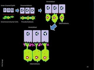 Ectomesenchymal Cells Preodontoblasts
Odontoblasts
Inner Enamel Epith Preameloblasts
Ameloblasts
Ameloblasts
Odontoblasts
23
©AJDesign
 