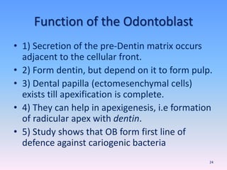 Function of the Odontoblast
• 1) Secretion of the pre-Dentin matrix occurs
adjacent to the cellular front.
• 2) Form dentin, but depend on it to form pulp.
• 3) Dental papilla (ectomesenchymal cells)
exists till apexification is complete.
• 4) They can help in apexigenesis, i.e formation
of radicular apex with dentin.
• 5) Study shows that OB form first line of
defence against cariogenic bacteria
24
 