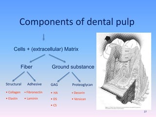 Components of dental pulp
Cells + (extracellular) Matrix
Fiber Ground substance
• Collagen
• Elastin
Structural Adhesive
• Fibronectin
• Laminin
• HA
• DS
• CS
GAG Proteoglycan
• Decorin
• Versican
27
 
