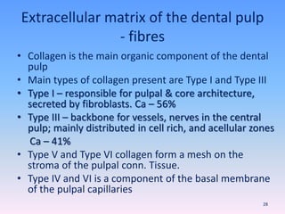 Extracellular matrix of the dental pulp
- fibres
• Collagen is the main organic component of the dental
pulp
• Main types of collagen present are Type I and Type III
• Type I – responsible for pulpal & core architecture,
secreted by fibroblasts. Ca – 56%
• Type III – backbone for vessels, nerves in the central
pulp; mainly distributed in cell rich, and acellular zones
Ca – 41%
• Type V and Type VI collagen form a mesh on the
stroma of the pulpal conn. Tissue.
• Type IV and VI is a component of the basal membrane
of the pulpal capillaries
28
 