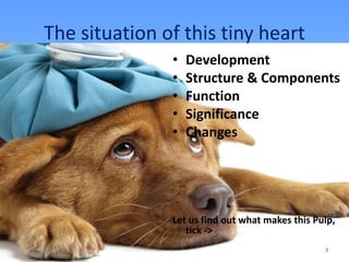 The situation of this tiny heart
• Development
• Structure & Components
• Function
• Significance
• Changes
Let us find out what makes this Pulp,
tick ->
3
 