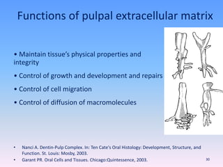 • Maintain tissue’s physical properties and
integrity
• Control of growth and development and repairs
• Control of cell migration
• Control of diffusion of macromolecules
Functions of pulpal extracellular matrix
• Nanci A. Dentin-Pulp Complex. In: Ten Cate's Oral Histology: Development, Structure, and
Function. St. Louis: Mosby, 2003.
• Garant PR. Oral Cells and Tissues. Chicago:Quintessence, 2003. 30
 