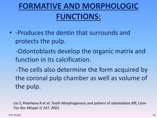 FORMATIVE AND MORPHOLOGIC
FUNCTIONS:
• -Produces the dentin that surrounds and
protects the pulp.
-Odontoblasts develop the organic matrix and
function in its calcification.
-The cells also determine the form acquired by
the coronal pulp chamber as well as volume of
the pulp.
34©AJ Design
Lisi S, Peterkova R et al: Tooth Morphogenesis and pattern of odontoblast diff, Conn
Tiss Res 44(sppl 1) 167, 2003.
 