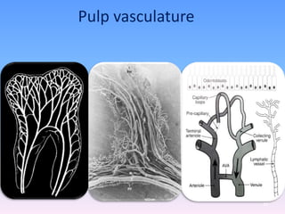 Pulp vasculature
39
 