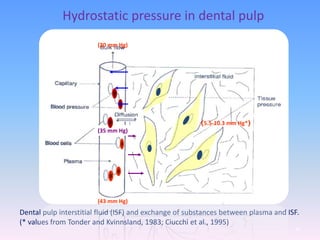 Dental pulp interstitial fluid (ISF) and exchange of substances between plasma and ISF.
(* values from Tonder and Kvinnsland, 1983; Ciucchi et al., 1995)
(5.5-10.3 mm Hg*)
(43 mm Hg)
(20 mm Hg)
(35 mm Hg)
Hydrostatic pressure in dental pulp
41
 