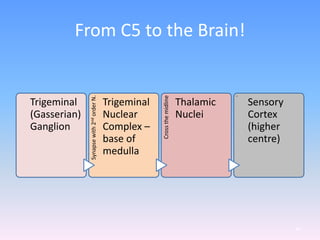 From C5 to the Brain!
Trigeminal
(Gasserian)
Ganglion
Synapsewith2ndorderN.
Trigeminal
Nuclear
Complex –
base of
medulla
Crossthemidline
Thalamic
Nuclei
`
Sensory
Cortex
(higher
centre)
46
 