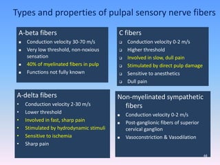 A-delta fibers
• Conduction velocity 2-30 m/s
• Lower threshold
• Involved in fast, sharp pain
• Stimulated by hydrodynamic stimuli
• Sensitive to ischemia
• Sharp pain
C fibers
 Conduction velocity 0-2 m/s
 Higher threshold
 Involved in slow, dull pain
 Stimulated by direct pulp damage
 Sensitive to anesthetics
 Dull pain
Types and properties of pulpal sensory nerve fibers
A-beta fibers
 Conduction velocity 30-70 m/s
 Very low threshold, non-noxious
sensation
 40% of myelinated fibers in pulp
 Functions not fully known
Non-myelinated sympathetic
fibers
 Conduction velocity 0-2 m/s
 Post-ganglionic fibers of superior
cervical ganglion
 Vasoconstriction & Vasodilation
48
 