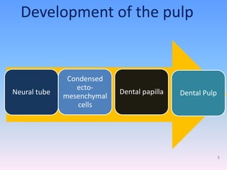 Neural tube
Condensed
ecto-
mesenchymal
cells
Dental papilla Dental Pulp
Development of the pulp
5
 