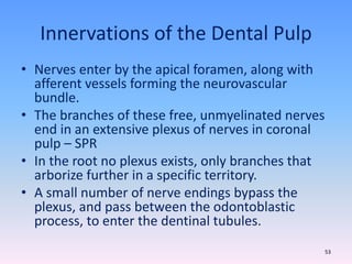 Innervations of the Dental Pulp
• Nerves enter by the apical foramen, along with
afferent vessels forming the neurovascular
bundle.
• The branches of these free, unmyelinated nerves
end in an extensive plexus of nerves in coronal
pulp – SPR
• In the root no plexus exists, only branches that
arborize further in a specific territory.
• A small number of nerve endings bypass the
plexus, and pass between the odontoblastic
process, to enter the dentinal tubules.
53
 