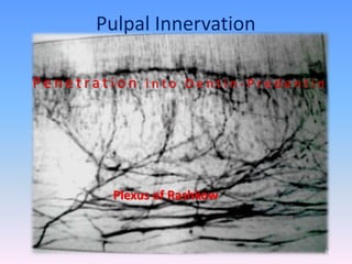 Pulpal Innervation
Plexus of Rashkow
P e n e t r a t i o n i n t o D e n t i n - P r e d e n t i n
54
 