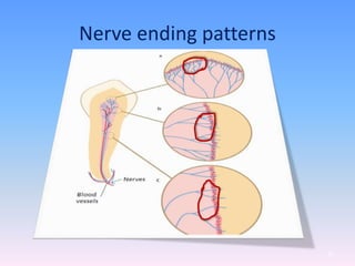 Nerve ending patterns
55
 