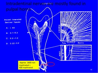 Approx. 1800 non
myelinated +
400 myelinated
Intradentinal nerves are mostly found in
pulpal horns
56
 