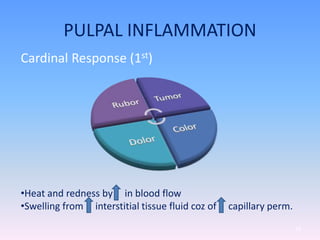 PULPAL INFLAMMATION
58
Cardinal Response (1st)
•Heat and redness by in blood flow
•Swelling from interstitial tissue fluid coz of capillary perm.
 