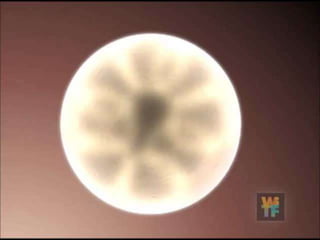 Potential Uses For Dental Pulp Stem
Cells
• Since these cells are multi-potent and can
repair many different types of tissue
• Research shows that preserving these stem
cells may allow your child future access to
potential regenerative therapies, such as
repair of the heart, brain, bone, cartilage
• Dental Pulp - Give your child the medical
advantage . . .
79
 