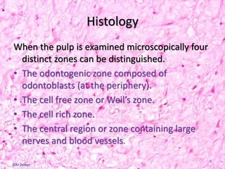 Histology
When the pulp is examined microscopically four
distinct zones can be distinguished.
• The odontogenic zone composed of
odontoblasts (at the periphery).
• The cell free zone or Weil’s zone.
• The cell rich zone.
• The central region or zone containing large
nerves and blood vessels.
9
©AJ Design
 