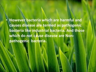 • However bacteria which are harmful and
causes disease are termed as pathogenic
bacteria like industrial bacteria. And those
which do not cause disease are Non-
pathogenic bacteria.
 