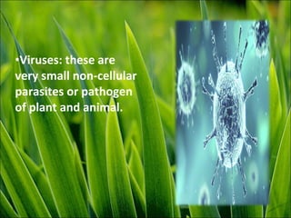 •Viruses: these are
very small non-cellular
parasites or pathogen
of plant and animal.
 